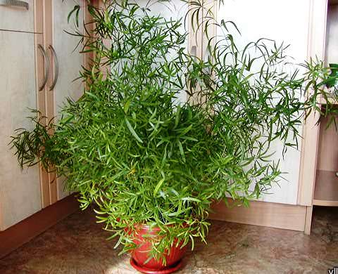 Аспарагус — выращивание и уход в домашних условиях. фото — ботаничка.ru