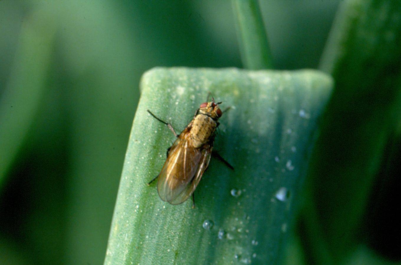 Луковая муха: методы борьбы с вредителем, народные средства
