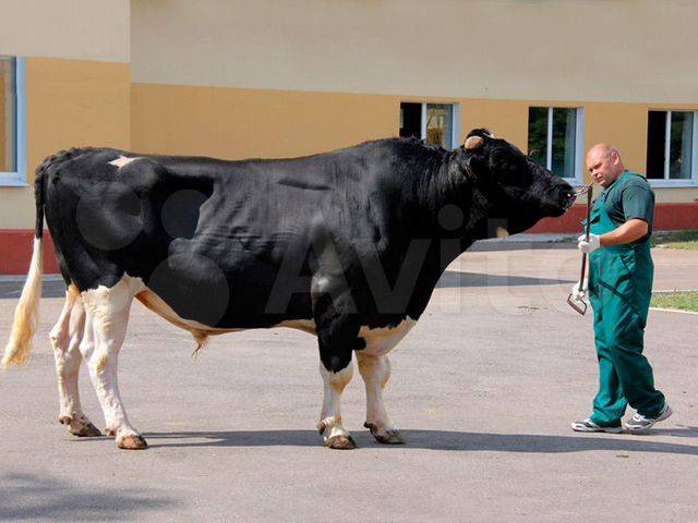 Способы и виды искусственного осеменения коров