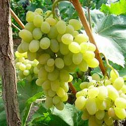 Сорт винограда плевен: описание, фото