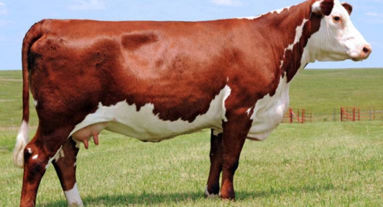Правила содержания ярославских коров, преимущества породы и особенности кормления