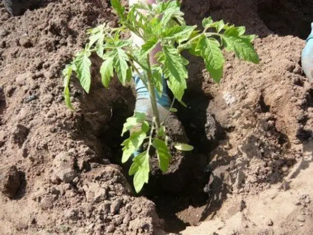 Посадка томатов по 2 штуки в одну лунку – отзывы, видео, как сажать по 2 корня, инструкция