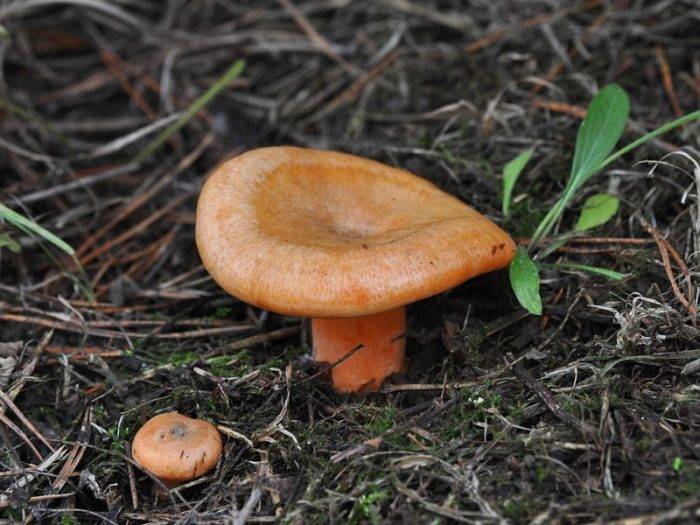 Рыжики (грибы): описание, деликатес или вред?