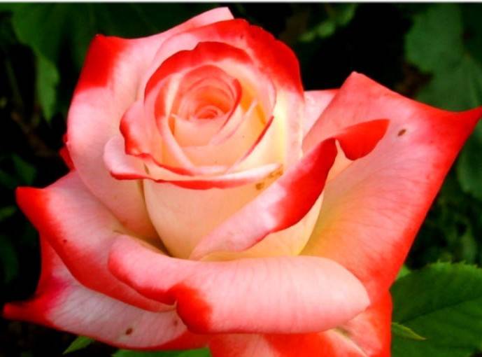 Роза императрица фарах: фото, описание сорта, отзывы