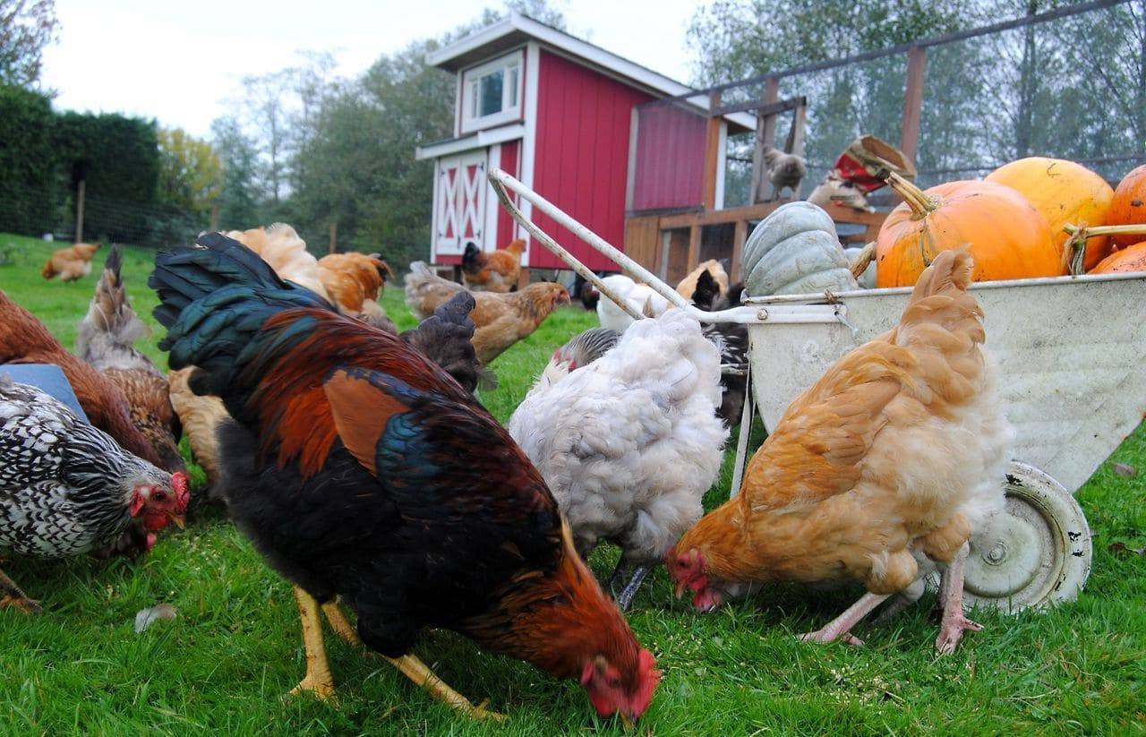 Разведение куриц на даче начинающим: какая порода подойдет лучше, особенности выращивания, чем кормить