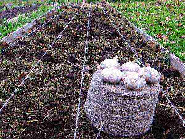 Выращивание чеснока рокамболь: что это, посадка и уход, фото