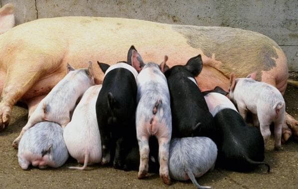 Сколько живут свиньи: продолжительность жизни