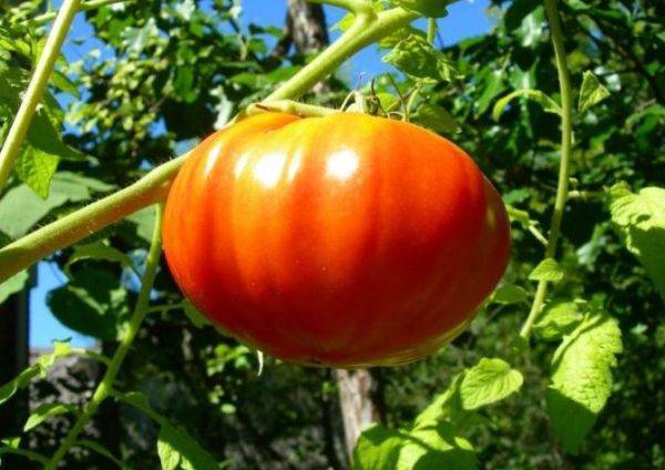 Томат "золотой король": описание характеристик сорта, рекомендации по выращиванию отличного урожая помидор русский фермер