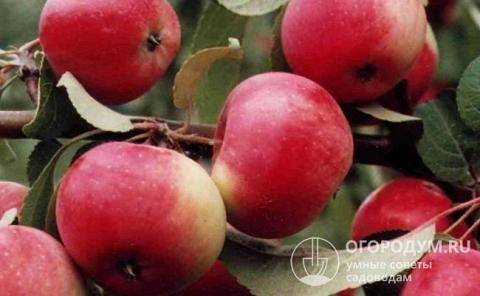 Разновидности и характеристика яблони мельба – когда созревает урожайный сорт