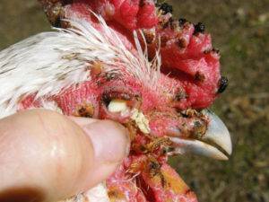 Что такое паратиф птиц и почему возникает сальмонеллез у кур?