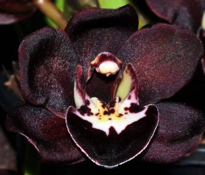 Драгоценные орхидеи: виды, посадка и уход