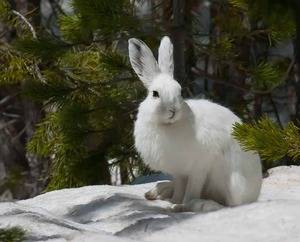 Описание зайца: виды, как выглядит и где живет заяц-русак, чем питается в лесу и интересные факты