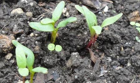 Посадка свеклы весной в открытый грунт: пошаговая инструкция от посева до сбора урожая, полезные советы