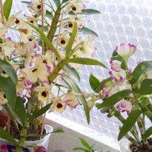 Орхидея дендробиум нобиле: особенности ухода, пересадки и размножения