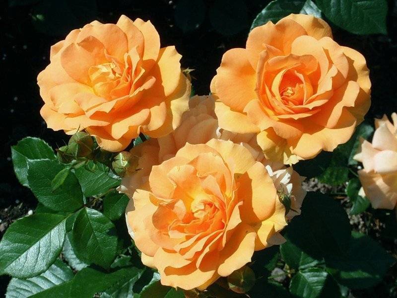 Розы флорибунда, что это такое, как сажать и ухаживать?