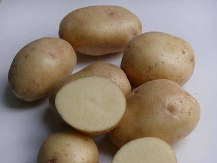 Самый урожайный сорт картофеля для средней полосы