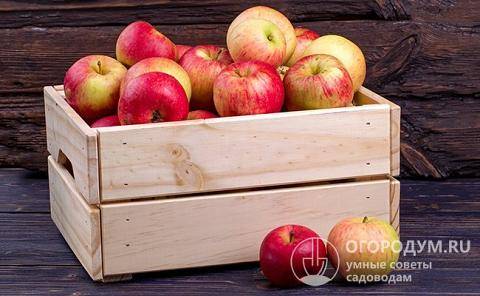 Как правильно хранить сушеные яблоки на зиму: где и в чем? русский фермер