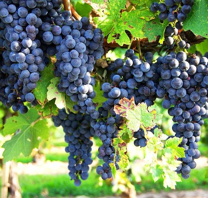 Черный виноград: польза и вред, отзывы садоводов + описания 30 лучших столовых, универсальных и технических сортов
