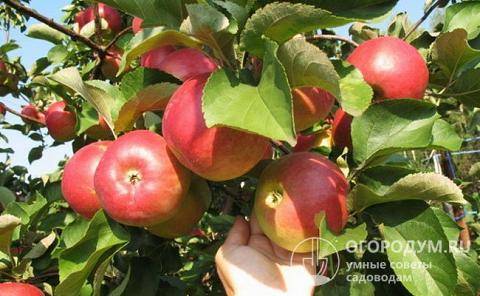 Сорт яблони услада, описание, характеристика и отзывы, а также особенности выращивания данного сорта