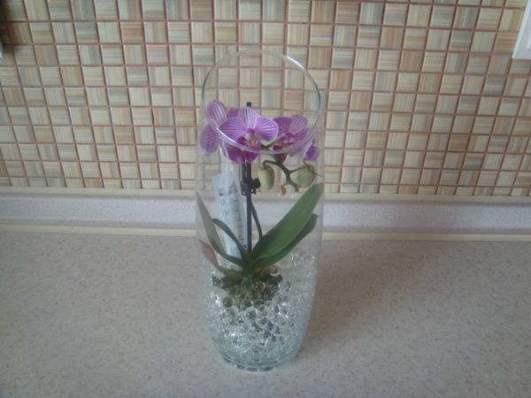 Узнайте, как часто нужно пересаживать орхидею
