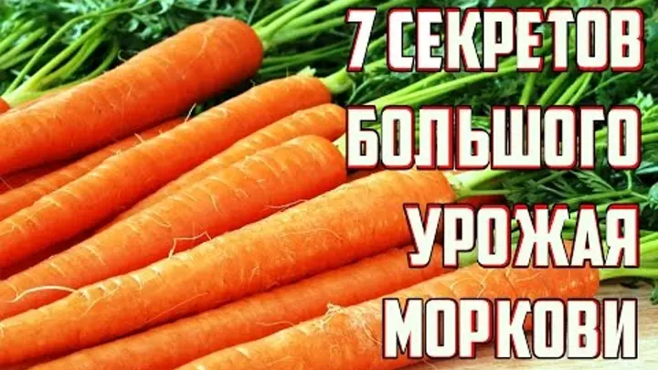 Чем подкормить морковь после всходов народными средствами