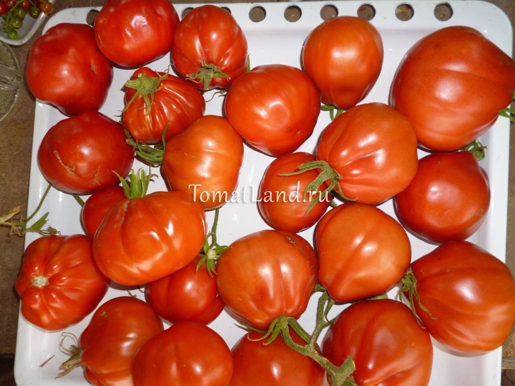 Грушевидные томаты | tomatland.ru