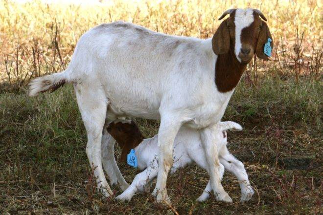 Окот козы - важный период, требующий контроль фермера