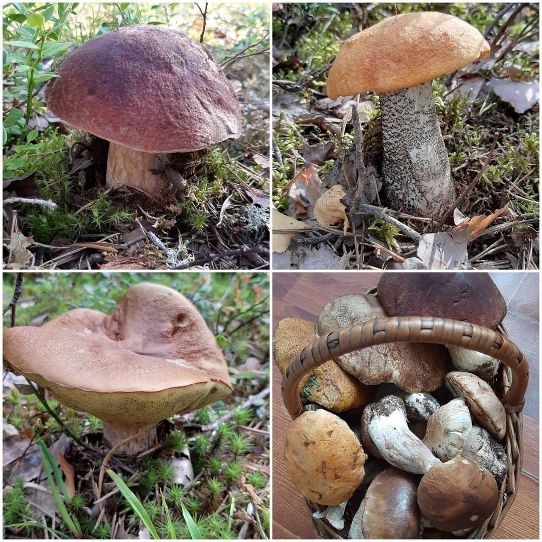 Названия и описание съедобных грибов ленинградской области (+35 фото)