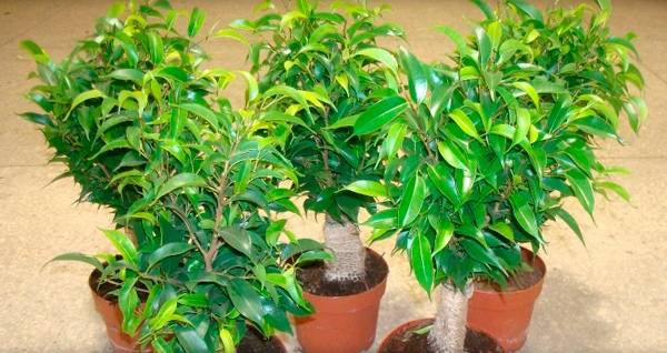 Выращивание фикуса наташа в домашних условиях: как посадить, ухаживать, удобрять
