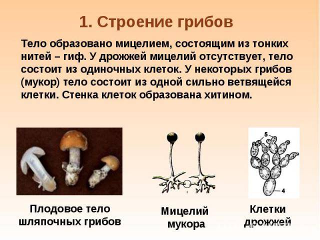 Гриб мицелий - строение, размножения, особенности - сайт по биологии