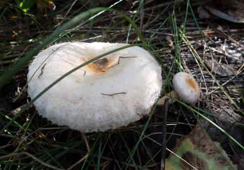 Волнушка белая (белянка): фото и описание, как засолить на зиму