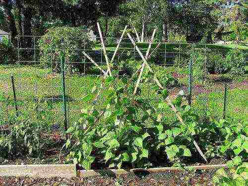 Как сажать фасоль: посадка и уход в открытом грунте, как посадить семена на рассаду в домашних условиях