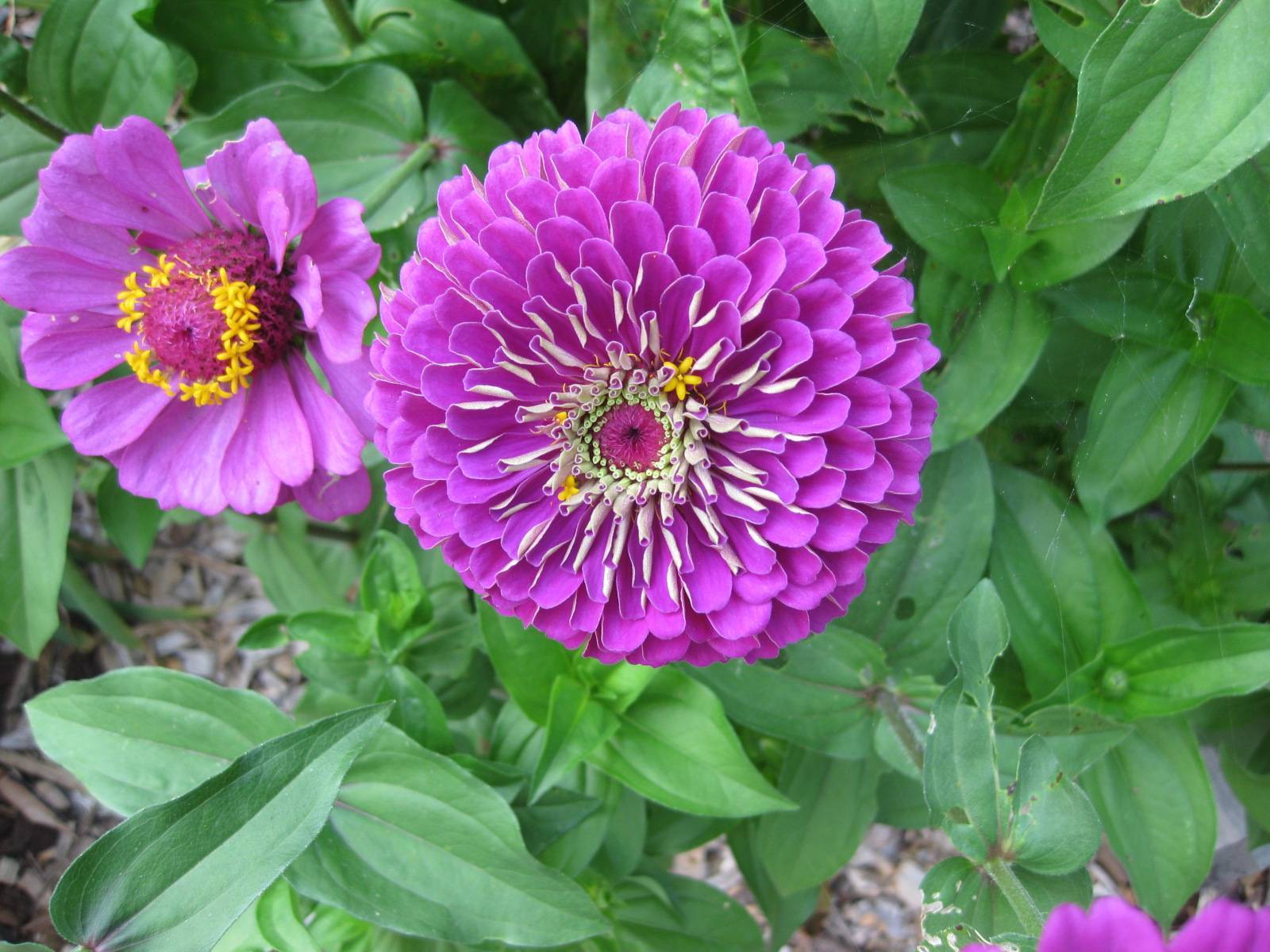 Цветы «Циния» для сада: сорта с фото и описанием, посадка и уход