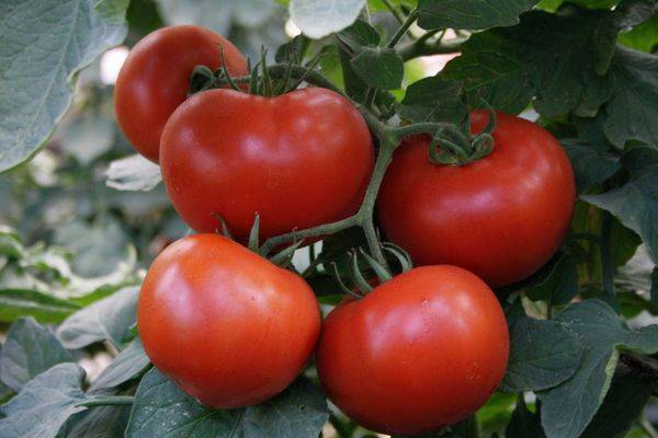 Характеристика и описание томата «багира». томат багира f1: рекомендации по выращиванию и отзывы о сорте