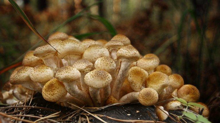 Опята летние: фото и описание съедобных грибов, их опасные двойники