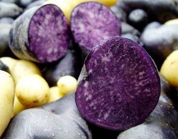 Сорта фиолетового картофеля: название картошки с кожурой фиалкового цвета и белой мякотью внутри, фото, описание других видов, в том числе таких как сирень и аметист