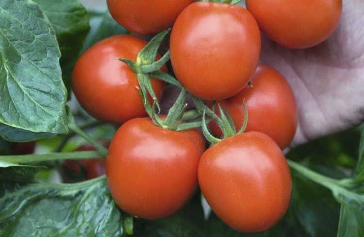 Описание сорта томата ксения f1, его характеристика и выращивание. томат ксения f1 седек агротехнические особенности выращивания