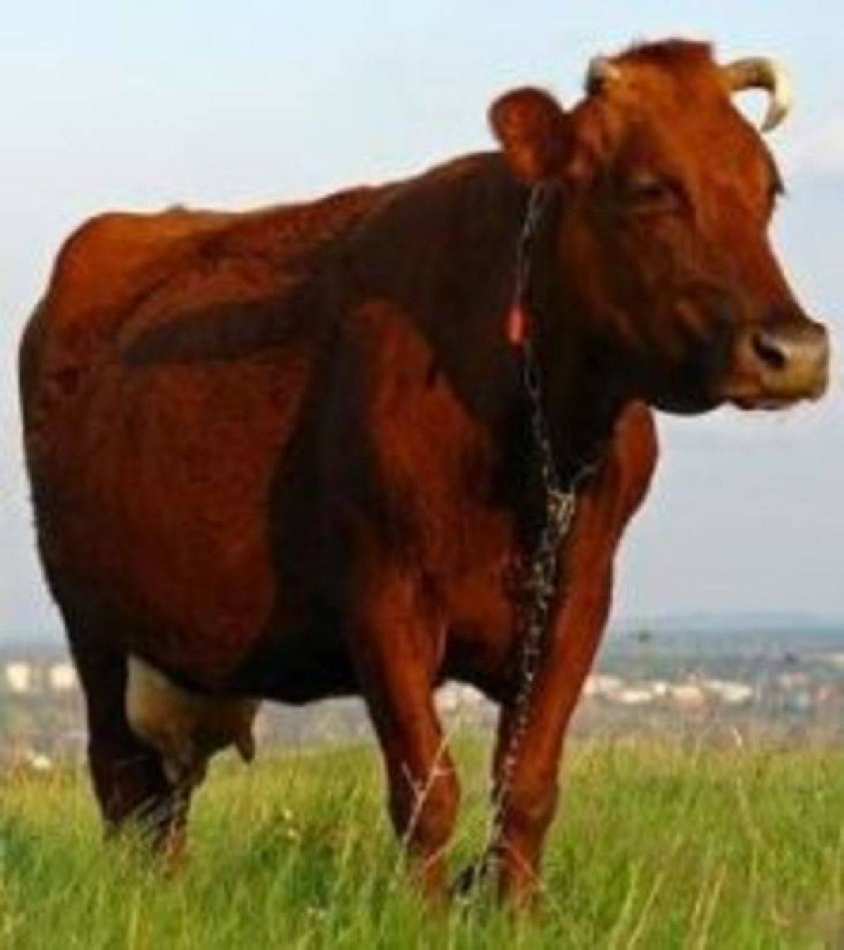Холмогорская порода коров: описание, особенности содержания