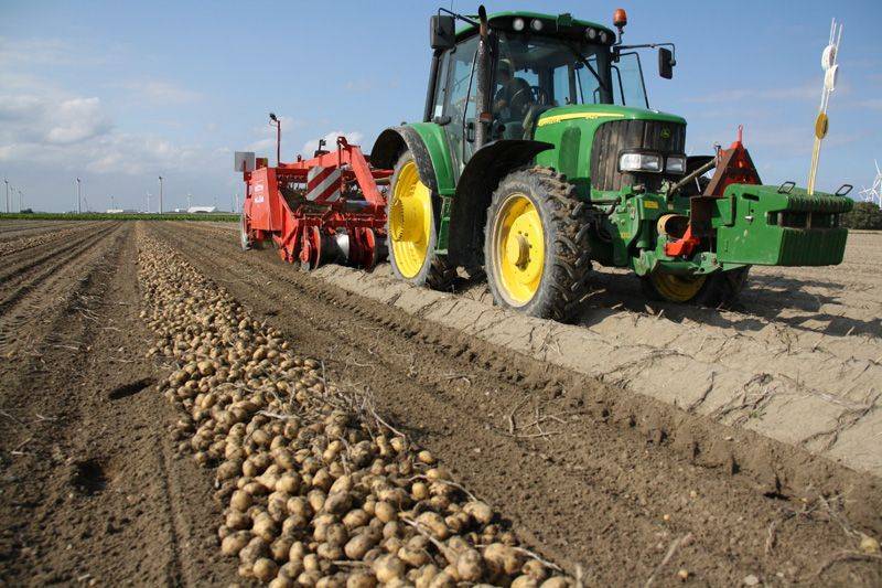 Богатый урожай картофеля с 1 га: секреты выращивания культуры