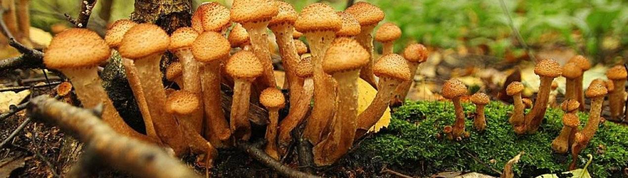 Какая температура необходима для роста грибов в лесу осенью (+37 фото)