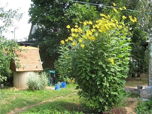 Топинамбур – находка для садоводов