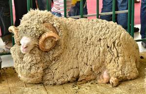 Меринос: фото и описание породы овец