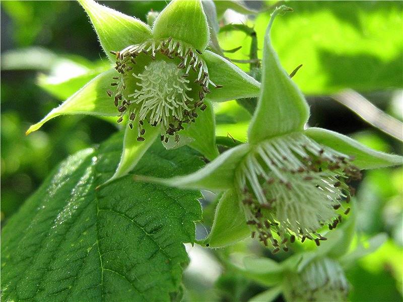 Малина «джоан джей» — описание сорта, агротехника выращивания, ухода и посадки ягоды в открытом грунте (фото)