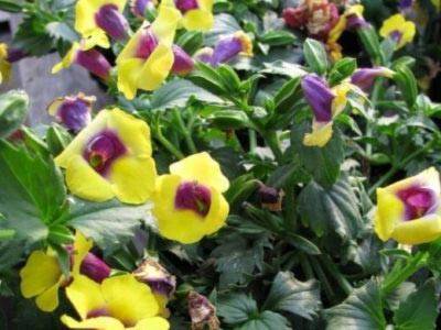 Торения (torenia): виды цветка, посадка и уход - молочай