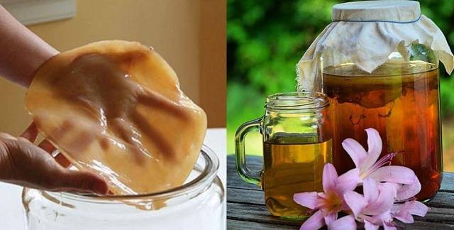 Чайный гриб: полезные свойства напитка и использование настоя для ухода за телом. как вырастить чайный гриб в домашних условиях