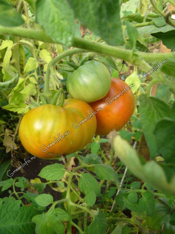 Как ускорить созревание томатов в открытом грунте и в теплице