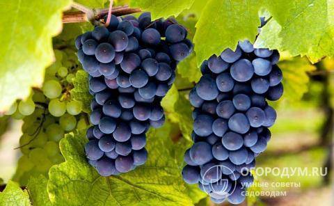 Виноград «Молдова»: описание сорта, фото, отзывы