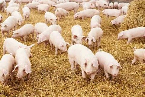 Разведение свиней:  для начинающих в домашних условиях