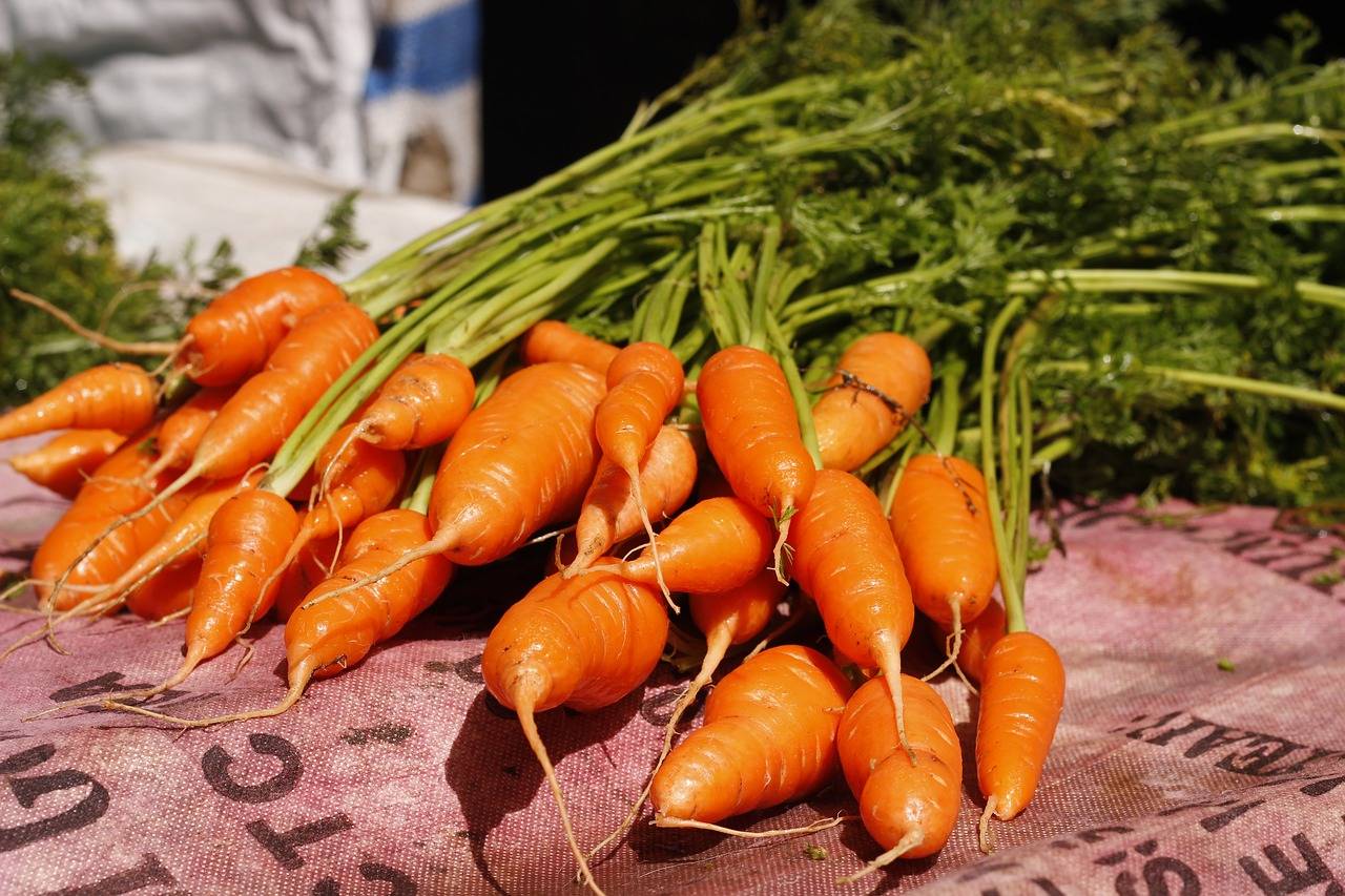 Можно ли обрезать ботву моркови: фото