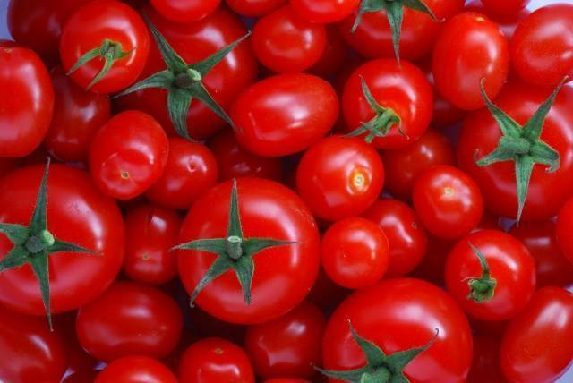 Чем удобрять помидоры: рассаду, перед посадкой, в теплице, домашних услови, как правильноях